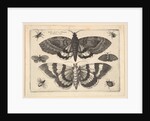 Two moths and six Insects, 1645 by Wenceslaus Hollar
