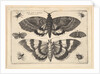 Two moths and six Insects, 1645 by Wenceslaus Hollar