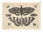Two moths and six Insects, 1645 by Wenceslaus Hollar