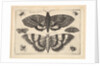Two moths and six Insects, 1645 by Wenceslaus Hollar