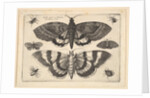 Two moths and six Insects, 1645 by Wenceslaus Hollar