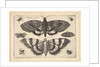 Two moths and six Insects, 1645 by Wenceslaus Hollar