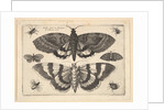 Two moths and six Insects, 1645 by Wenceslaus Hollar