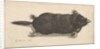 Dead Mole, 1646 by Wenceslaus Hollar