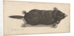 Dead Mole, 1646 by Wenceslaus Hollar