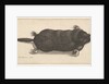 Dead Mole, 1646 by Wenceslaus Hollar