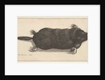 Dead Mole, 1646 by Wenceslaus Hollar