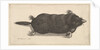 Dead Mole, 1646 by Wenceslaus Hollar