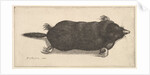 Dead Mole, 1646 by Wenceslaus Hollar