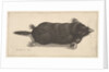 Dead Mole, 1646 by Wenceslaus Hollar