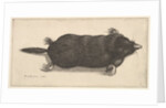 Dead Mole, 1646 by Wenceslaus Hollar