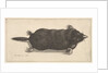 Dead Mole, 1646 by Wenceslaus Hollar