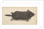 Dead Mole, 1646 by Wenceslaus Hollar
