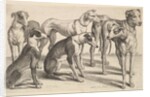 Six Hounds, 1646 by Wenceslaus Hollar