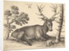 Stag lying to right, 1649 by Wenceslaus Hollar