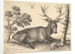 Stag lying to right, 1649 by Wenceslaus Hollar