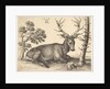 Stag lying to right, 1649 by Wenceslaus Hollar
