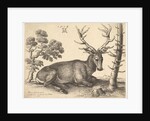 Stag lying to right, 1649 by Wenceslaus Hollar