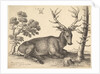 Stag lying to right, 1649 by Wenceslaus Hollar