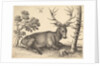 Stag lying to right, 1649 by Wenceslaus Hollar