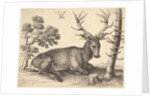 Stag lying to right, 1649 by Wenceslaus Hollar