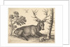 Stag lying to right, 1649 by Wenceslaus Hollar