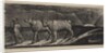 Unyok'd Heifers, Loitering Homeward, from Thornton's Pastorals of Virgil, 1821 by William Blake
