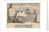 Two Dromedarie by William Hogarth