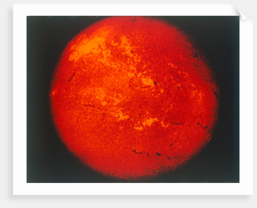 The Sun in H-alpha light by NASA