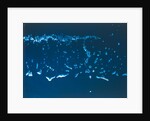 Earth from space - the Great Barrier Reef, Australia, seen from the Space Shuttle, 1983 by NASA