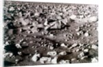 Rock-strewn Martian surface, Viking Lander mission, 1970s by NASA