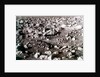 Rock-strewn Martian surface, Viking Lander mission, 1970s by NASA