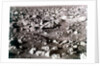 Rock-strewn Martian surface, Viking Lander mission, 1970s by NASA