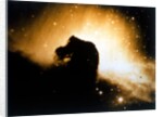 Horsehead Nebula in Orion by NASA