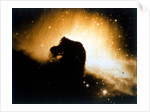 Horsehead Nebula in Orion by NASA