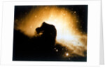 Horsehead Nebula in Orion by NASA