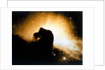 Horsehead Nebula in Orion by NASA