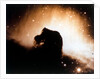 Horsehead Nebula in Orion by NASA