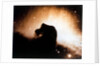 Horsehead Nebula in Orion by NASA