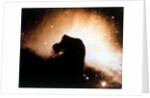 Horsehead Nebula in Orion by NASA