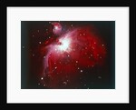 The Orion Nebula by NASA
