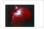 The Orion Nebula by NASA