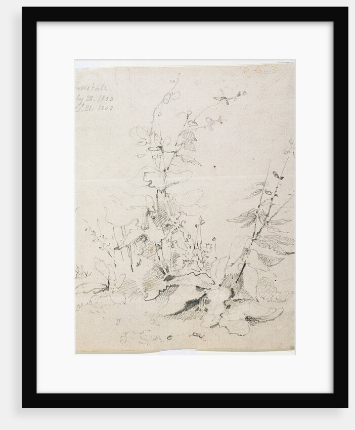 Study of Weeds, Kirkstall, 1803 by John Sell Cotman