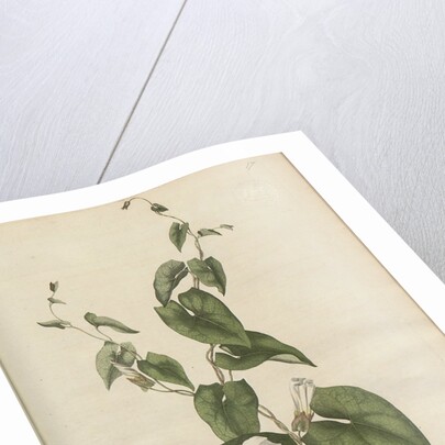 Convolvulus Sepium by Anonymous