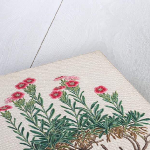 Dianthus fruticosus by Ferdinand Bauer