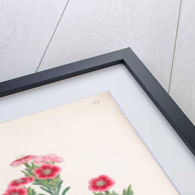 Dianthus fruticosus by Ferdinand Bauer