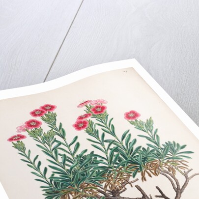 Dianthus fruticosus by Ferdinand Bauer