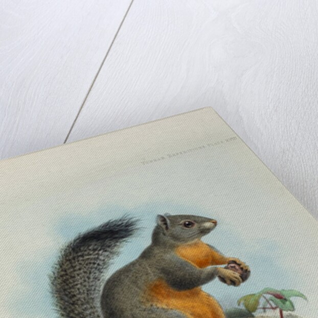 Phayre’s squirrel (Callosciurus phayrei) by Keulemans