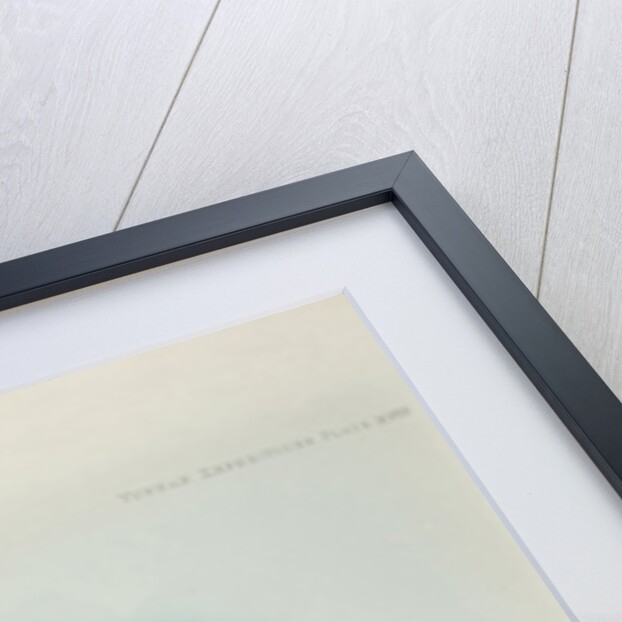 Phayre’s squirrel (Callosciurus phayrei) by Keulemans