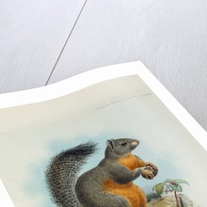 Phayre’s squirrel (Callosciurus phayrei) by Keulemans